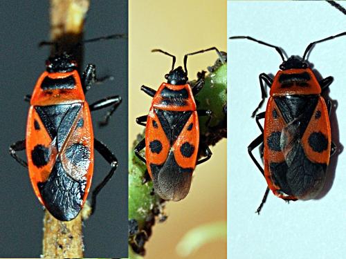 Réf. 143 484 : Pyrrhocoris apterus
