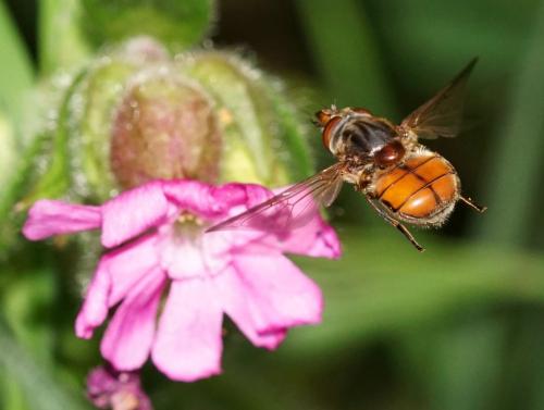 Réf. 143 564 : Rhingia campestris
