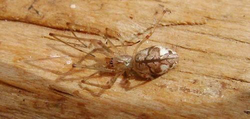 Réf. 143 291 : Tetragnatha obtusa
