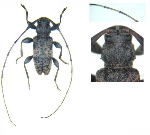 Réf. 143 140 : Leiopus femoratus