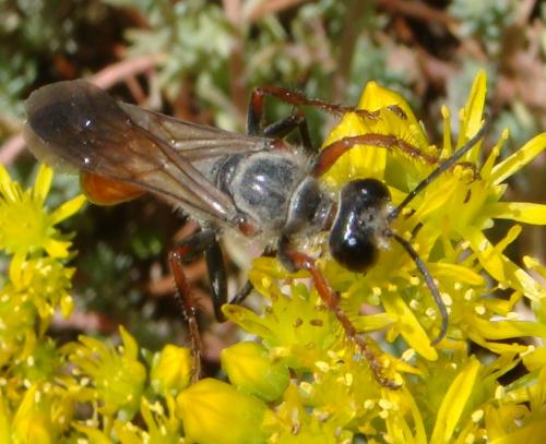 Réf. 143 668 : Sphex funerarius