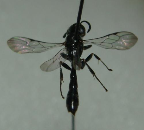 Trypoxylon (clavicerum)