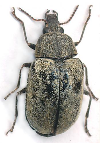 Réf. 143 532 : Mycterus umbellatarum
