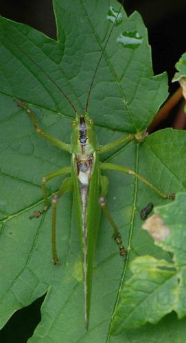 Tettigonia viridissima
