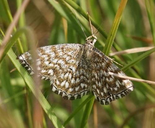 Réf. 143 568 : Scopula tessellaria