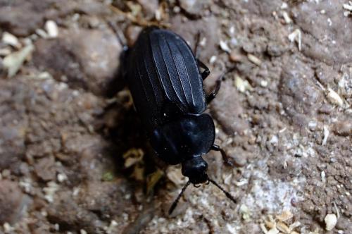 Silpha sp.