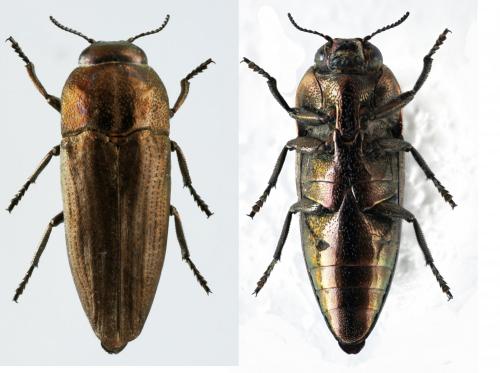 Réf. 143 257 : Sphenoptera barbarica