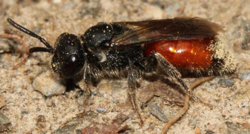 Sphecodes sp.