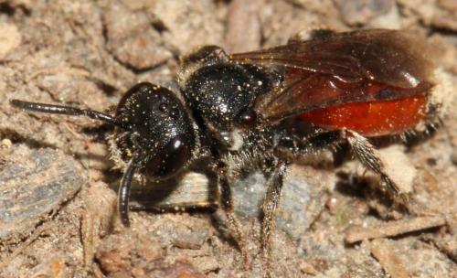 Sphecodes sp.