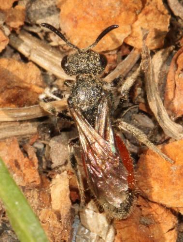Sphecodes sp.
