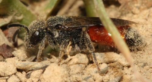 Sphecodes sp.