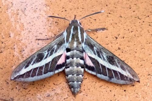 Hyles livornica