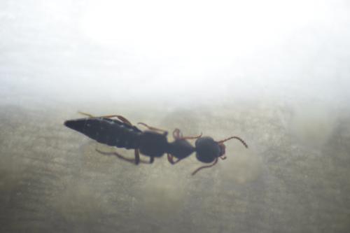Réf. 143 328 : Rugilus sp.