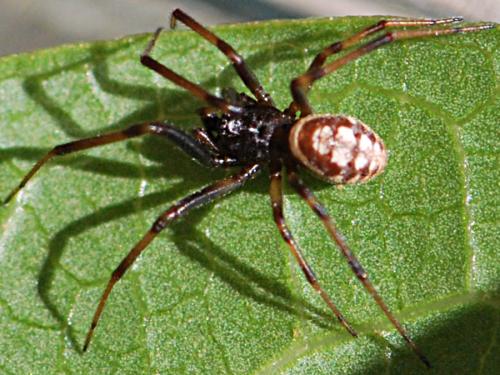 Réf. 143 912 : Steatoda incomposita
