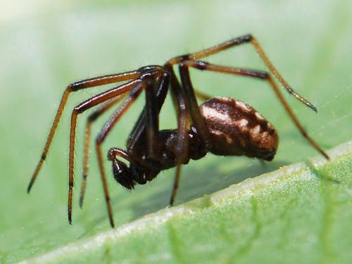 Steatoda incomposita