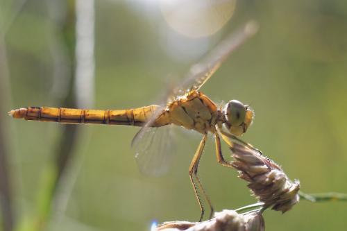Réf. 143 483 : Sympetrum meridionale