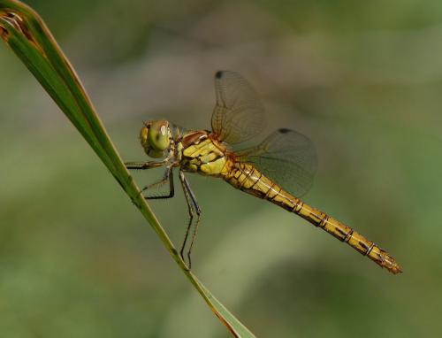 Sympetrum striolatum