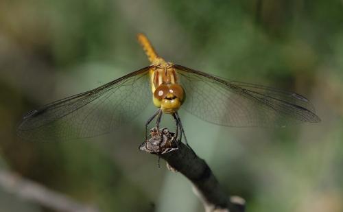 Sympetrum striolatum