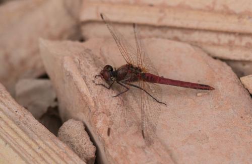 Sympetrum fonscolombii