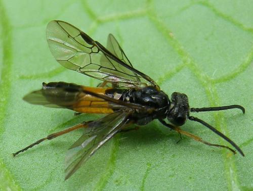 Réf. 143 772 : Dolerus sp.