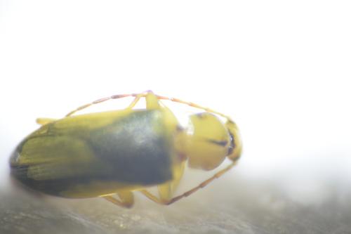 Cteniopus sulphureus