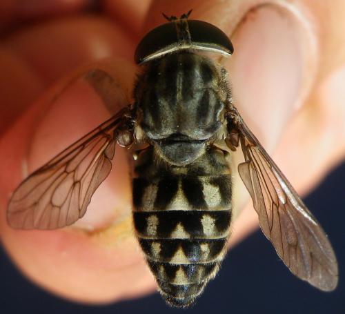 Tabanus autumnalis