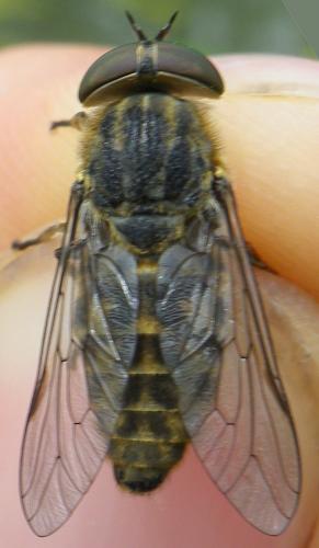 Réf. 143 771 : Tabanus bromius