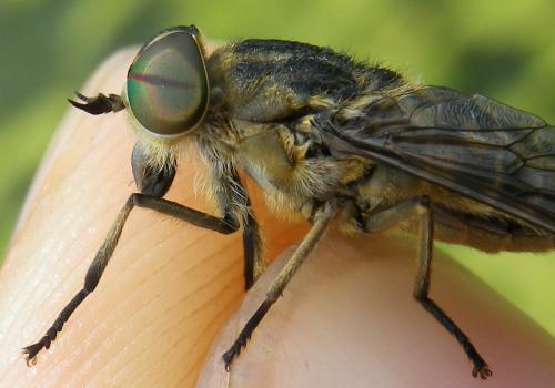 Réf. 143 782 : Tabanus bromius