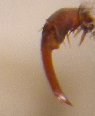 Hoplia philanthus