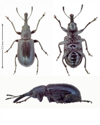 Réf. 143 676 : Temnocerus coeruleus