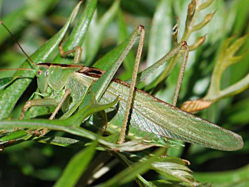 Réf. 143 169 : Tettigonia viridissima