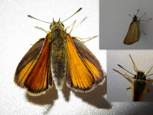 Réf. 143 919 : Thymelicus sylvestris