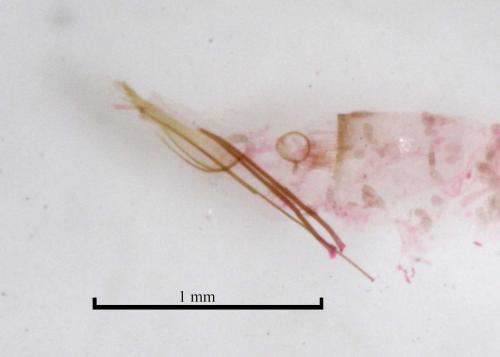 Réf. 143 688 : Eudarcia sp.