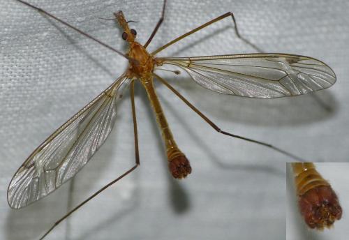 Réf. 143 978 : Tipula lunata