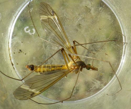 Tipula fascipennis