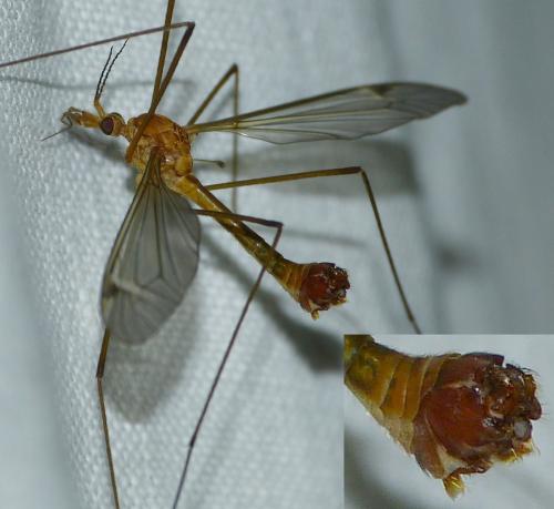 Réf. 143 979 : Tipula lunata