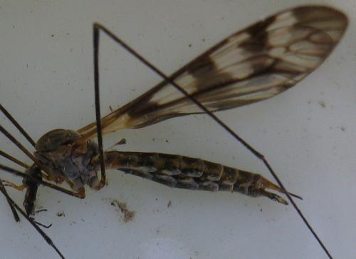 Réf. 143 230 : Tipula trifascingulata