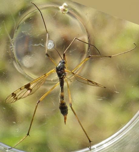 Réf. 143 628 : Ptychoptera lacustris