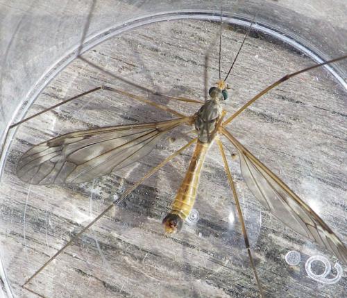 Tipula unca