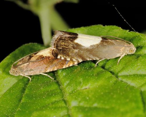 Réf. 143 874 : Pammene regiana