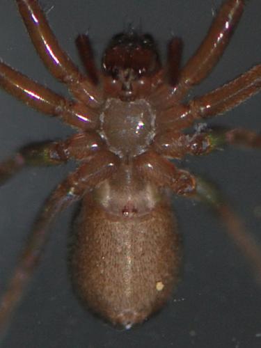 Trabea paradoxa