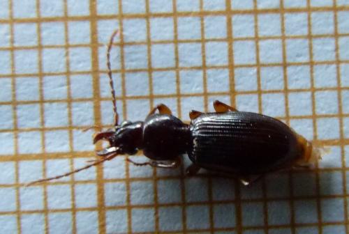 Stomis pumicatus