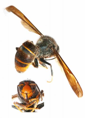Vespa velutina