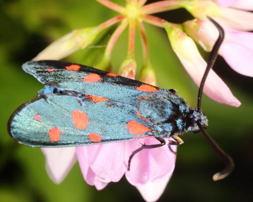 Zygaena ephialtes