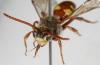 143706 – Photo : Arthropa - Benoit Martha – France (71)