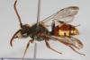 143707 – Photo : Arthropa - Benoit Martha – France (71)