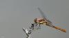143838 – Photo : Kap Kaval – France (29)