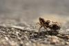 143743 – Photo : Philippe Boussion – France (79)