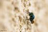 143354 – Photo : Philippe Boussion – France (79)