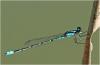 Acanthagrion cuyabae
